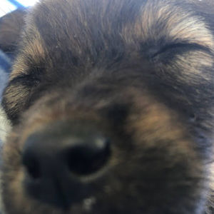 Meet your Posher, Lejla